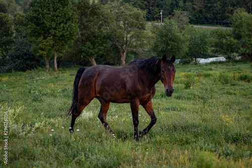 horse in the field © Cheryl