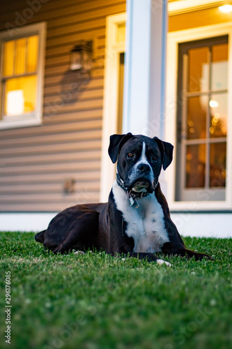 Farmhouse Dog