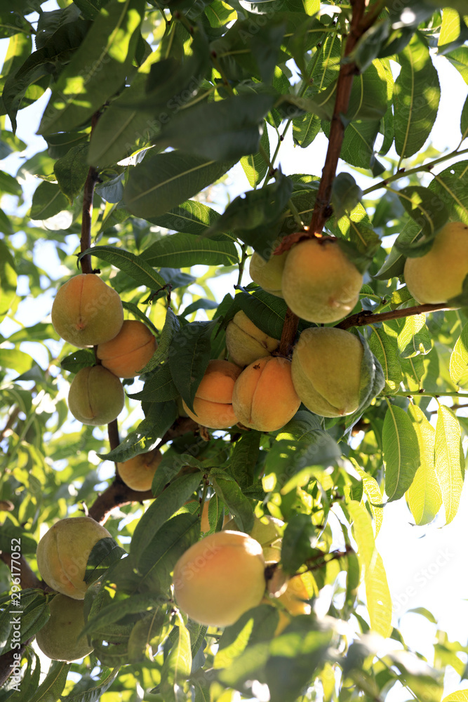 Ripe peaches in garden