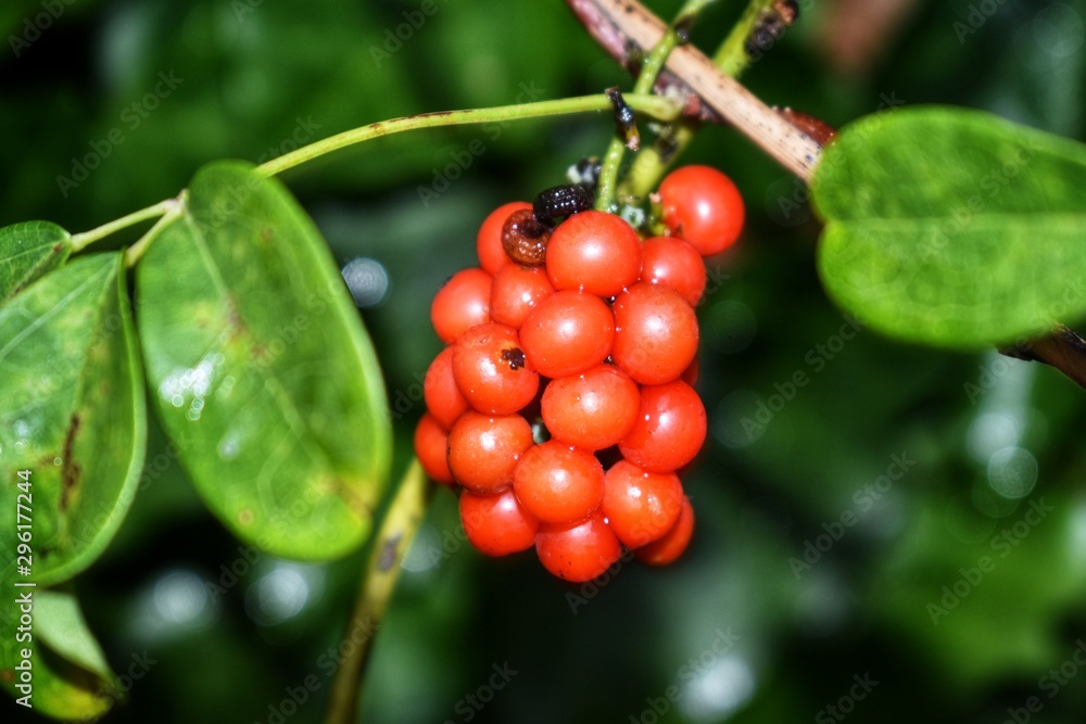 Obraz premium A viburnum plant with red berries growing