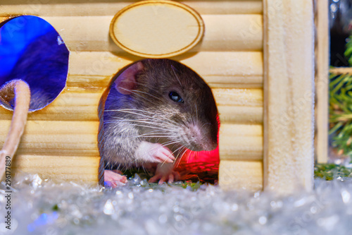 Rat sitting in a wooden house surrounded by Christmas atmosphere. Rat in the house. 2020 year rats photo