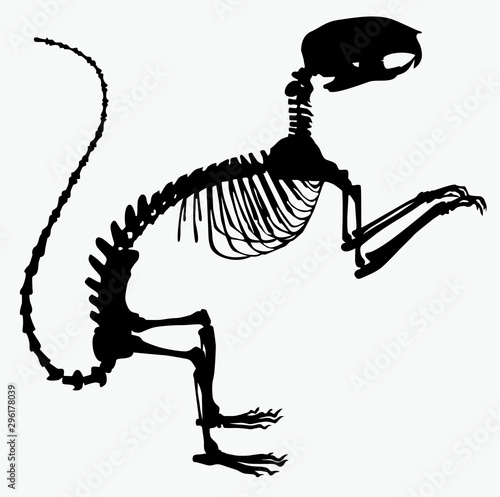  skeleton squirrel vector illustration
