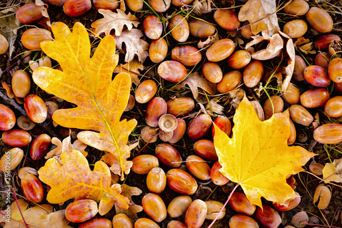 Autumn background of yellow and colored leaves, cones and nuts. place for text.