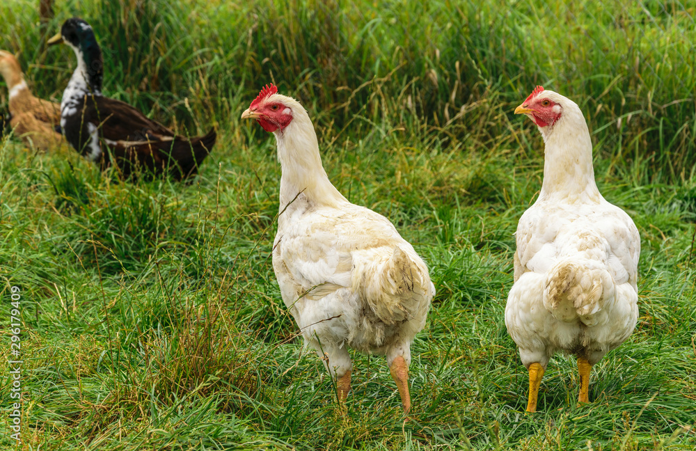 Two white hens are walking on the green grass.Poultry farm. Two white hens are walking on the green grass. Two white hens are walking on the green grass.Poultry farm. Two white hens are walking on the green grass.