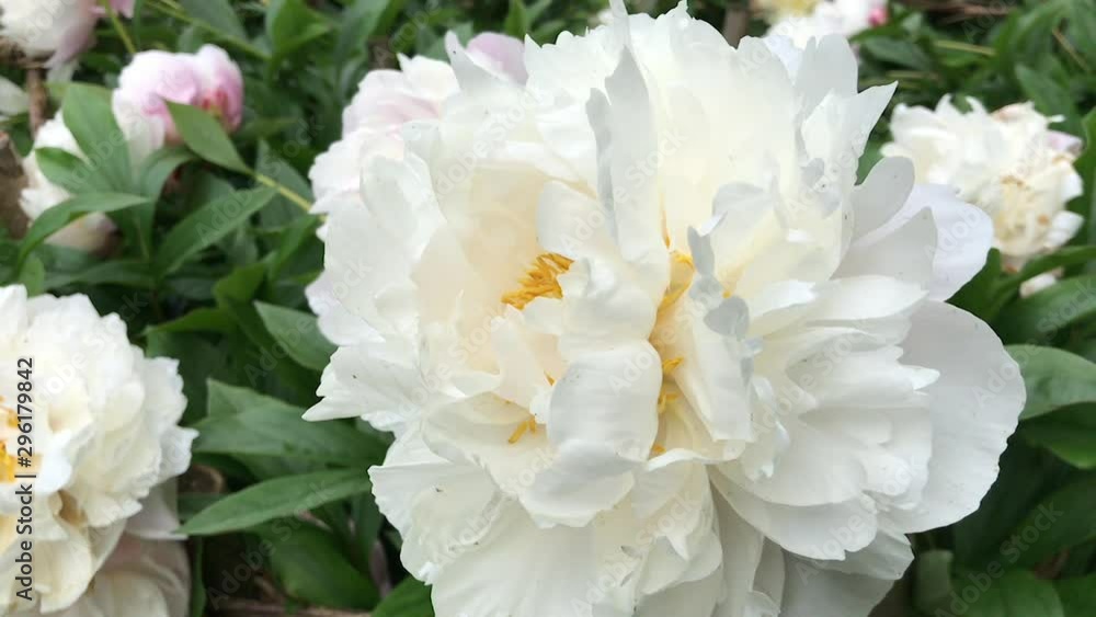 Large white peony flower in bloom Large white peony flower in bloom
