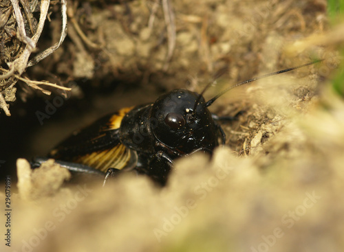 The dark field cricket - Gryllus campestris on the eath. Black cricket with tickers and eye on the brown bright clay with dry grass. photo