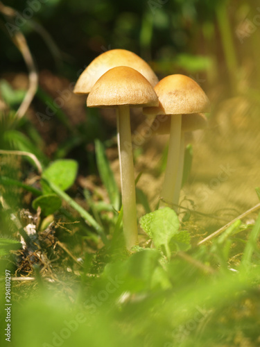 Autumn forest or meadowy mushrooms in grass. Beautiful closeup of forest mushrooms in garden. Gathering mushrooms. Ripe mushroom in green grass. Brown mushrooms. Natural mushroom growing in park.