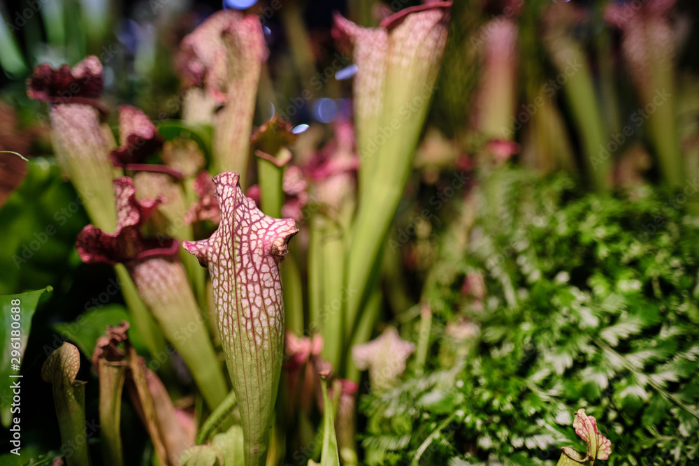 Sarracenia leucophylla, also known as the crimson pitcherplant,  purple trumpet-leaf or white pitcherplant, is a carnivorous plant in the genus Sarracenia.