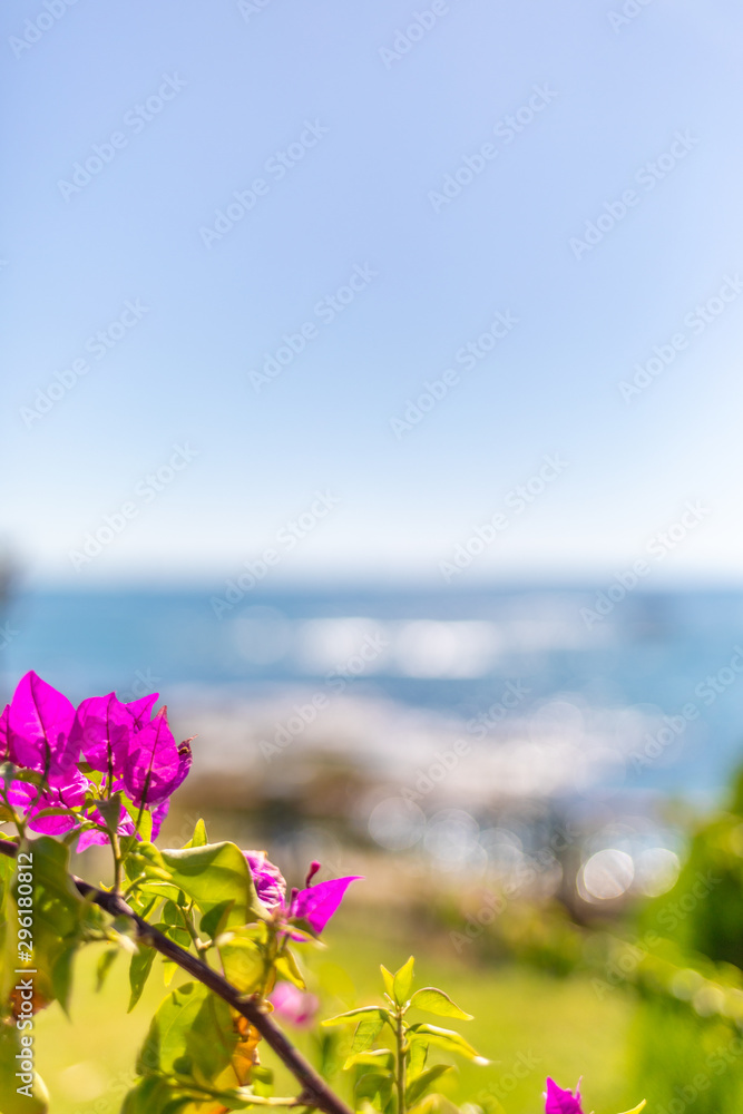 in the foreground is an oriental plant and in the background is the blue sea in beautiful weather.
