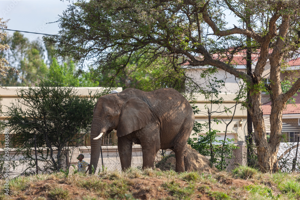 Fototapeta premium Botswana elephant human conflict