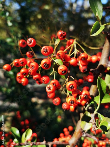 Red autumn berries  - Buisson ardent , Firethorn , Pyracanth,  Buisson ardent, Firethorn, Pyracanth, Scarlet firethorn, Pyracantha photo