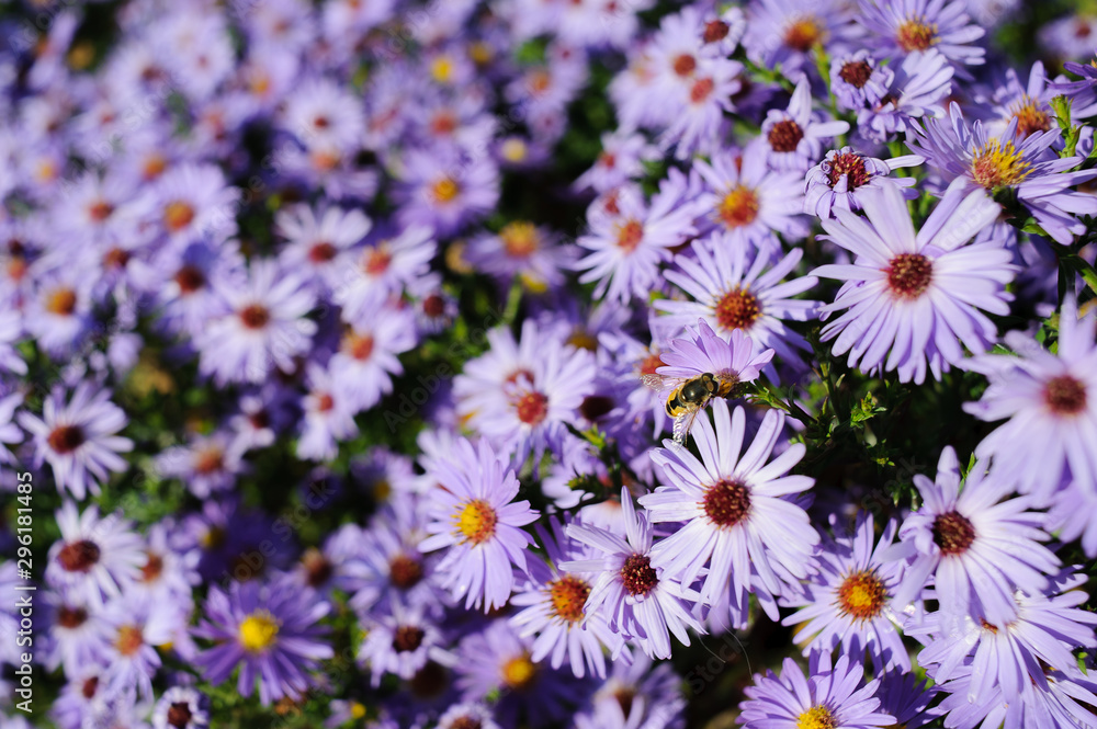 Aster shrub, a lot of small purple autumn flowers, bee collects nectar from the Bush Aster shrub, a lot of small purple autumn flowers, bee collects nectar from the Bush