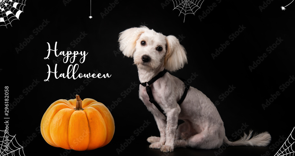 happy Halloween dog with pumpkins