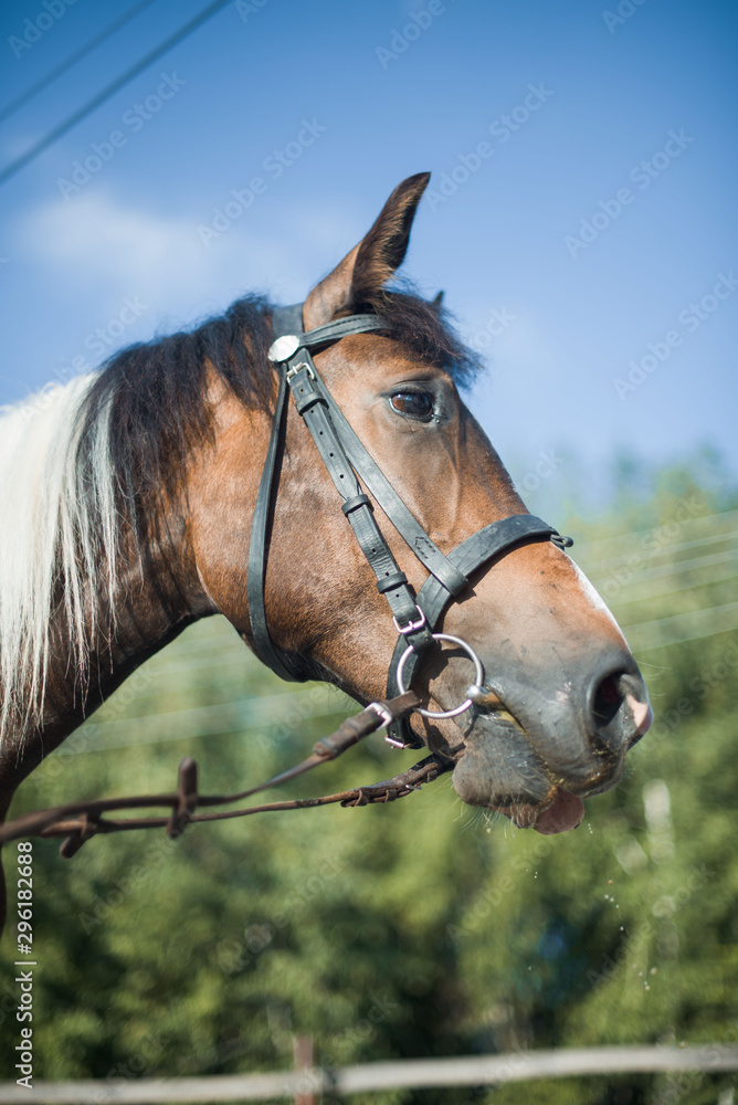 Horseman on horseback, ranch, horse farm. Golop, riding lessons. Horseman on horseback, ranch, horse farm. Golop, riding lessons.