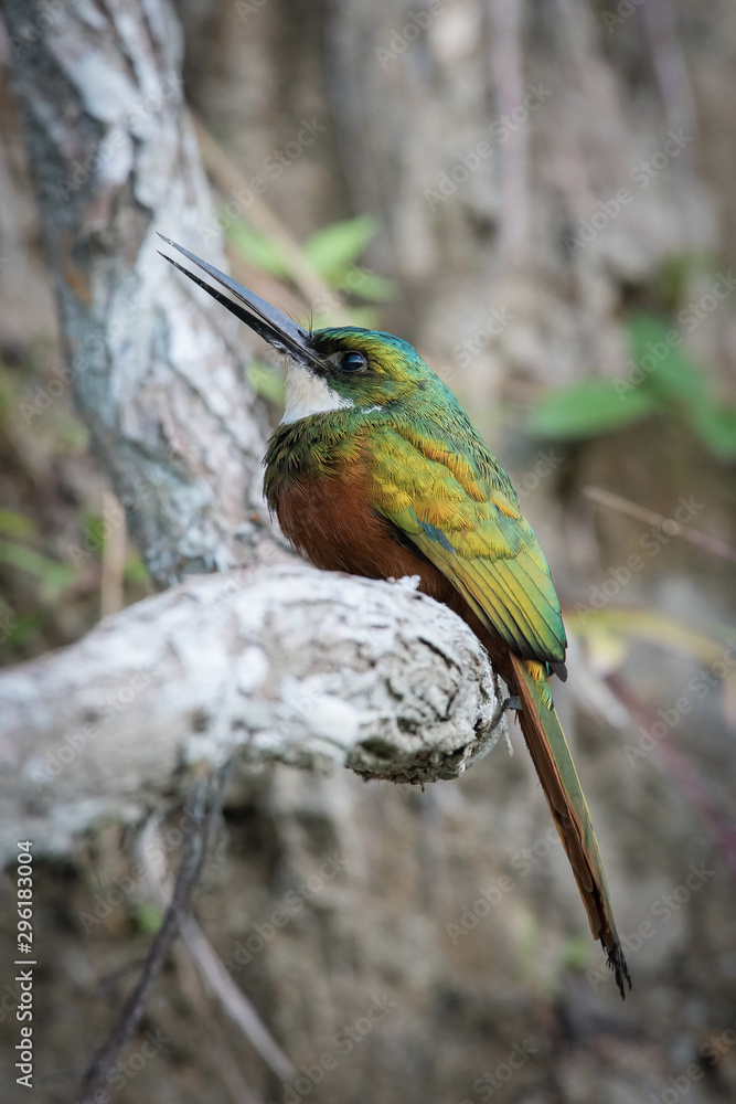 Galbula ruficauda or Rufous-tailed jacamar The bird is perched on the branch nice natural environment of wildlife of Trinidad and Tobago.. Galbula ruficauda or Rufous-tailed jacamar The bird is perched on the branch nice natural environment of wildlife of Trinidad and Tobago..