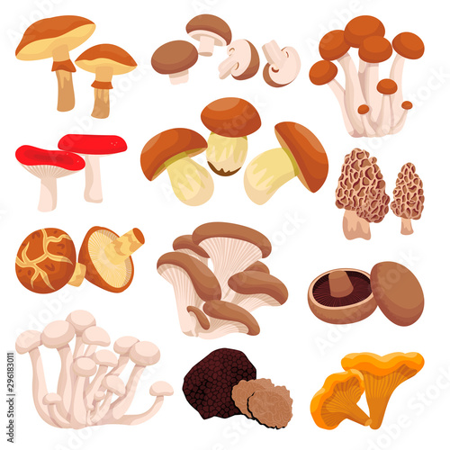 Mushrooms collection, isolated on white background. Vector flat cartoon illustration. Food ingredients design elements