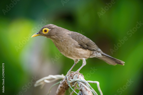 Turdus nudigenis or Spectacled thrush The bird is perched on the branch nice natural environment of wildlife of Trinidad and Tobago.. © Petr Šimon