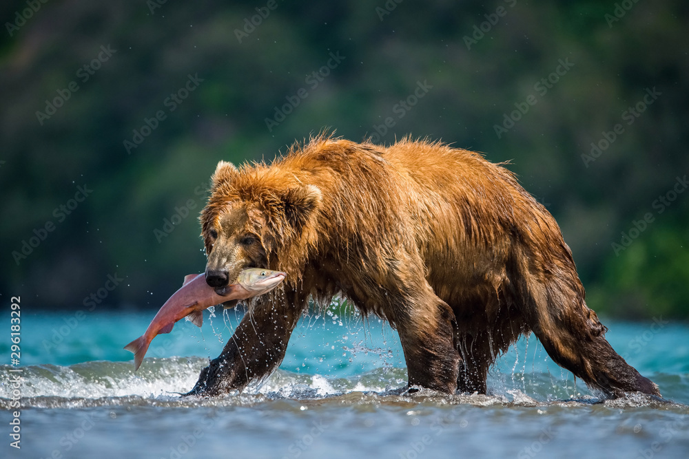 The Kamchatka brown bear, Ursus arctos beringianus catches salmons at Kuril Lake in Kamchatka, in the water The Kamchatka brown bear, Ursus arctos beringianus catches salmons at Kuril Lake in Kamchatka, in the water