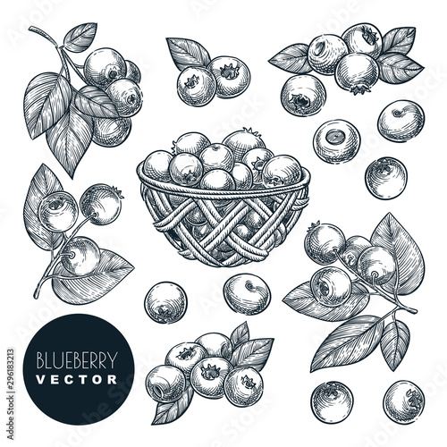 Blueberry sketch vector illustration. Bog whortleberry harvest in wooden basket. Hand drawn agriculture design elements