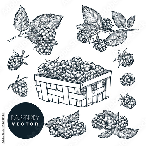 Raspberry sketch vector illustration. Blackberry harvest in wooden basket. Hand drawn agriculture design elements