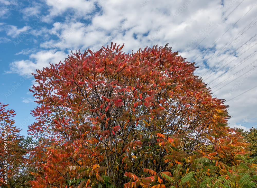 Herbstliche Farben der Blätter des Götterbaums Herbstliche Farben der Blätter des Götterbaums