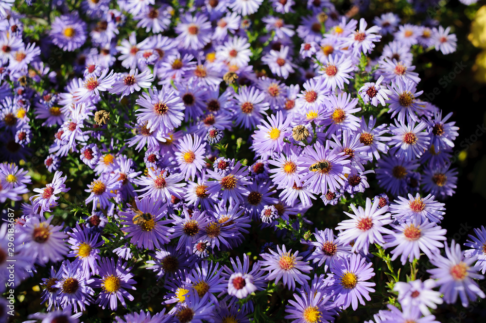 Aster shrub, a lot of small purple autumn flowers, bee collects nectar from the Bush Aster shrub, a lot of small purple autumn flowers, bee collects nectar from the Bush