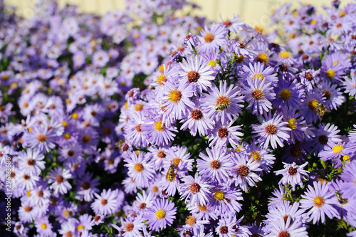 Aster shrub, a lot of small purple autumn flowers, bee collects nectar from the Bush
