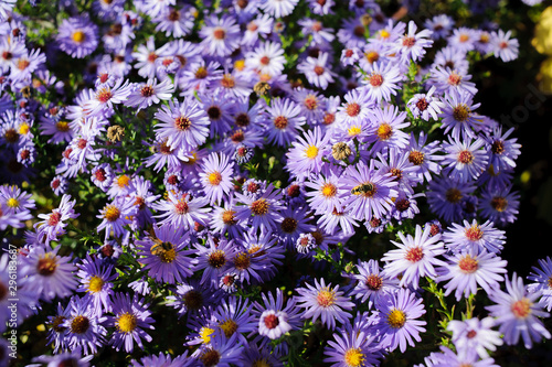 Aster shrub, a lot of small purple autumn flowers, bee collects nectar from the Bush