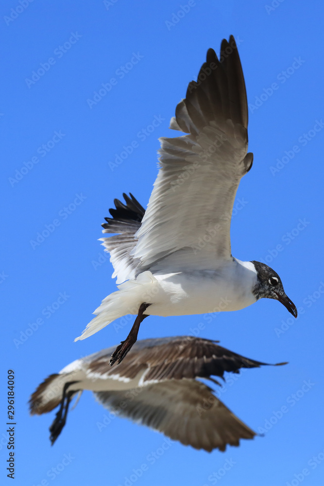 Obraz premium Zwei Möwen im Flug