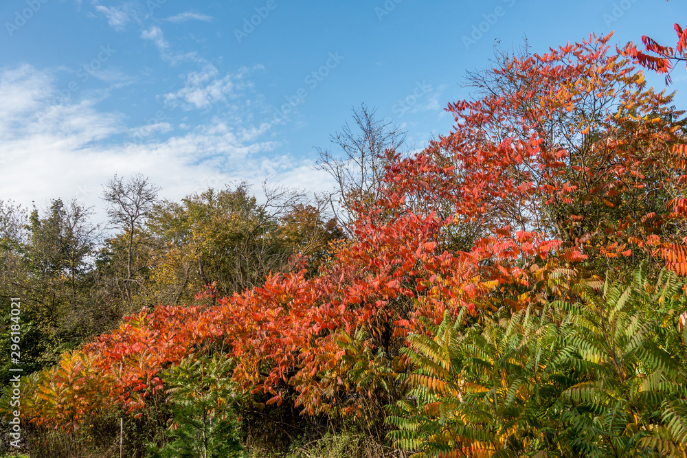 Herbstliche Farben der Blätter des Götterbaums Herbstliche Farben der Blätter des Götterbaums