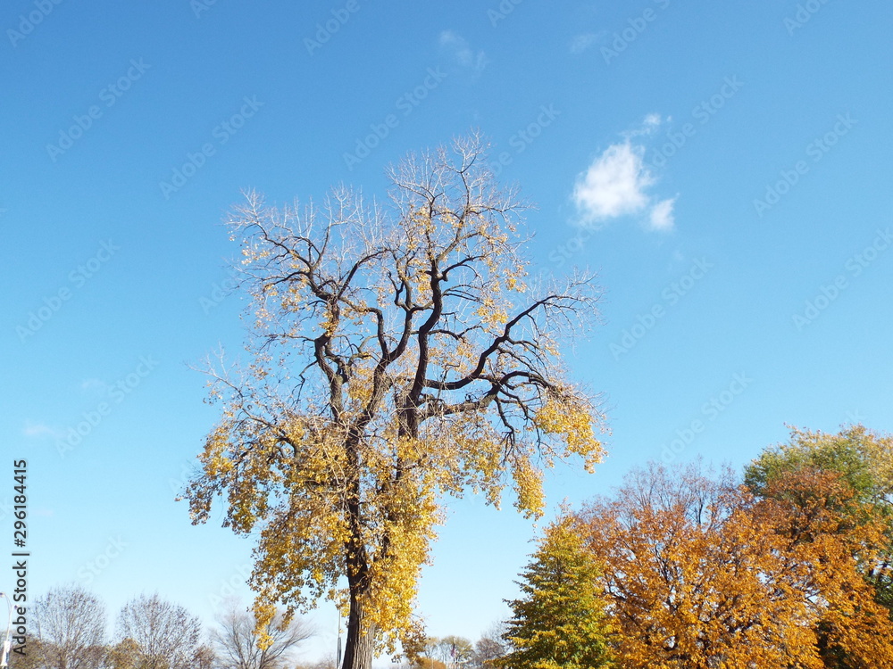 fall trees & leaves fall trees & leaves