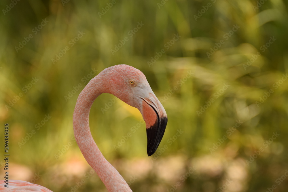 Fototapeta premium Elegant flamingo with green background