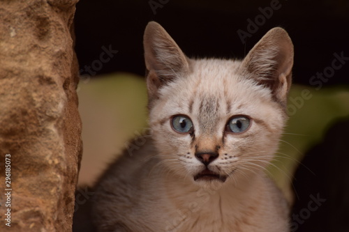 Front view of a small cat with blue eyes