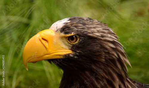 Brown eagle with yellow peak and orange eyes