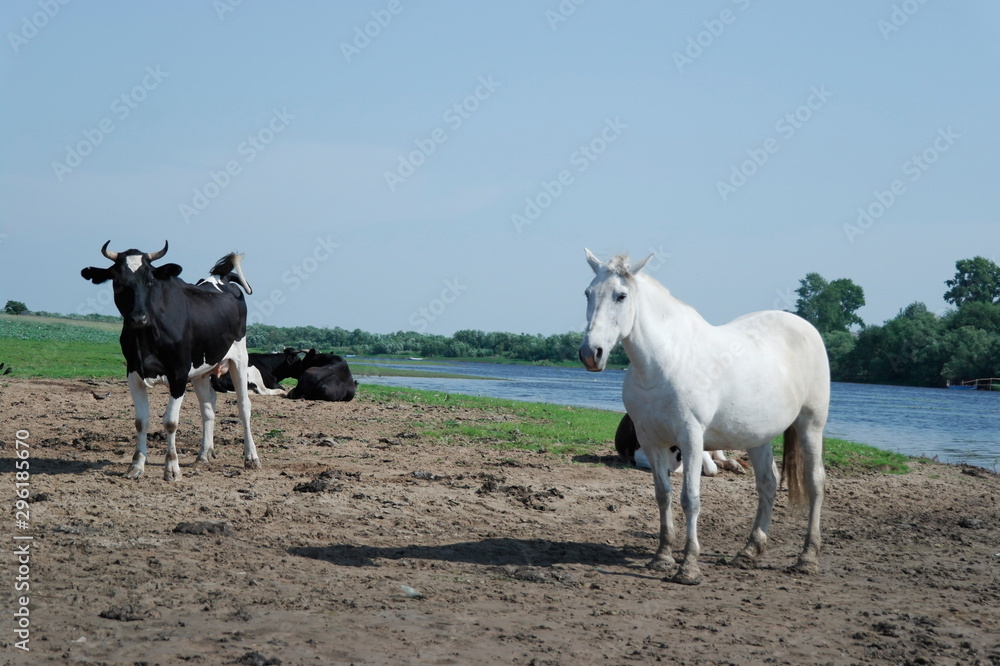 black and white Kholmogorsky cows and a white horse in the pasture in the summer by the river.