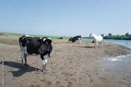 black and white Kholmogorsky cows and a white horse in the pasture in the summer by the river. © Natali Arkhangelsk