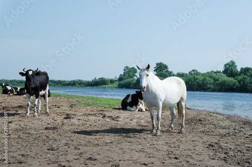 black and white Kholmogorsky cows and a white horse in the pasture in the summer by the river. photo