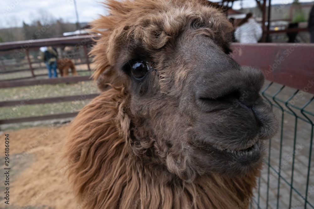 Fototapeta premium Wool farm with funny cute animals - alpaca