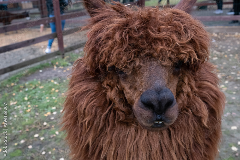 Wool farm with funny cute animals - alpaca