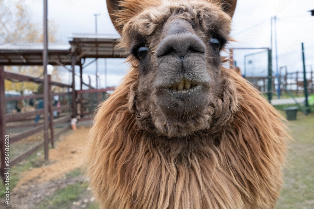 Fototapeta premium Wool farm with funny cute animals - alpaca