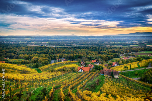 Fototapeta Naklejka Na Ścianę i Meble -  Weinbau in der Steiermark