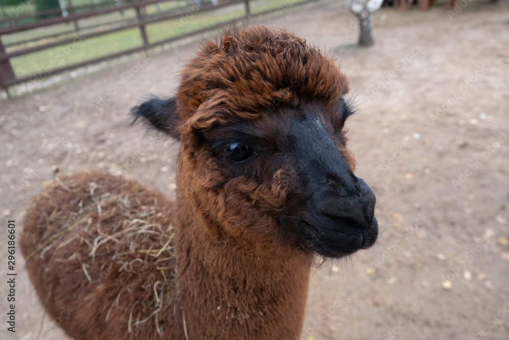 Obraz premium Wool farm with funny cute animals - alpaca