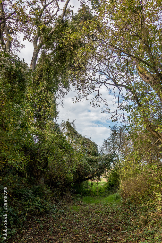 Hohlweg im Kraichgau Hohlweg im Kraichgau