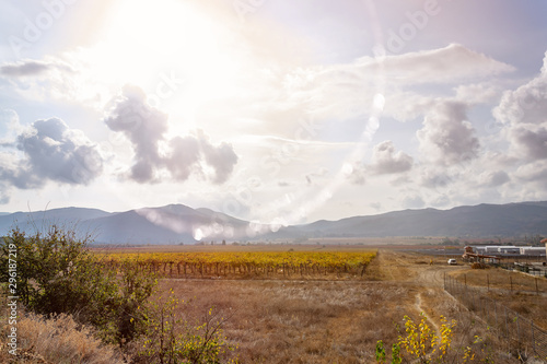 Grape plantation after harvest. Autumn leaf colors  yellow and brown.