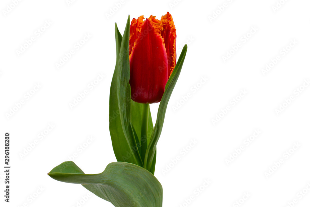 Tulip in a pot isolated on white background. Tulip in a pot isolated on white background.