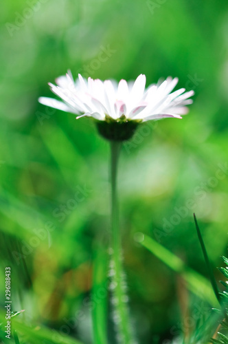 flower on background of green grass