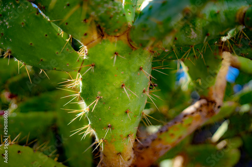 closeup of a cactus © Darko Horvatic