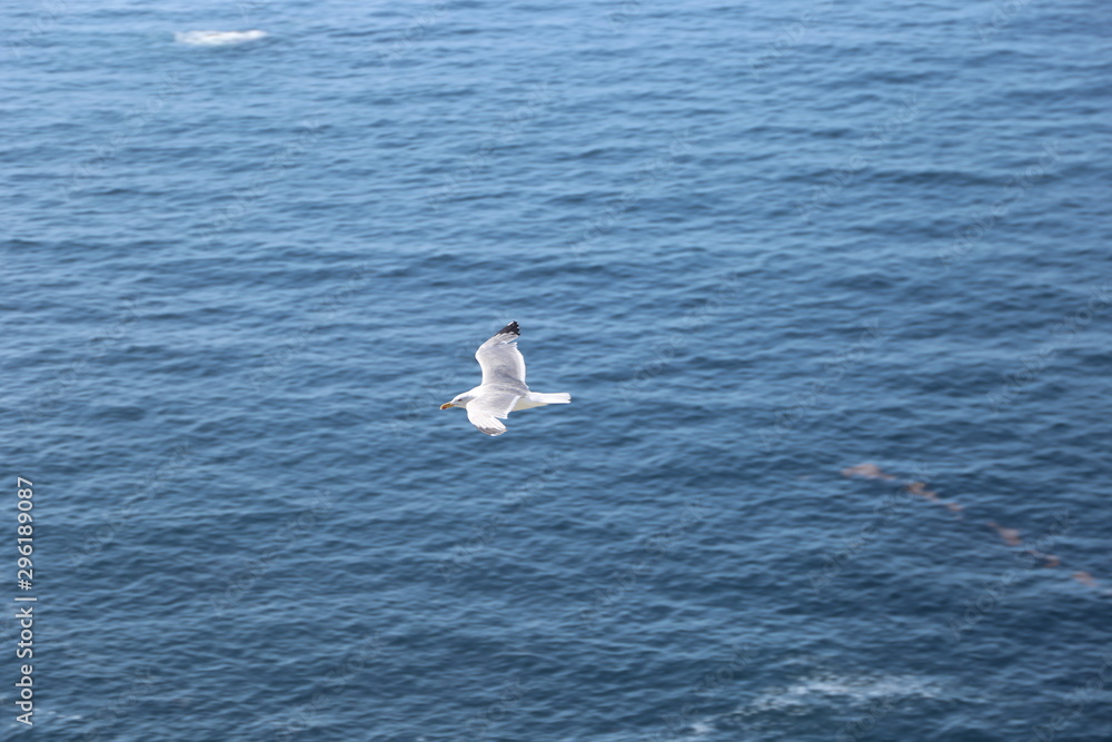 Gaviota Gaviota