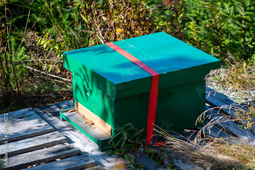 Green painted beehive box with a swarm of worker bees flying around the entrance at the bottom of the box. A red strap is secured around the exterior of the hive. The box is on a wooden crate.
