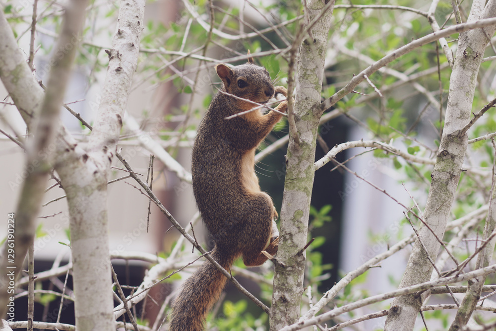 squirrel on tree squirrel on tree